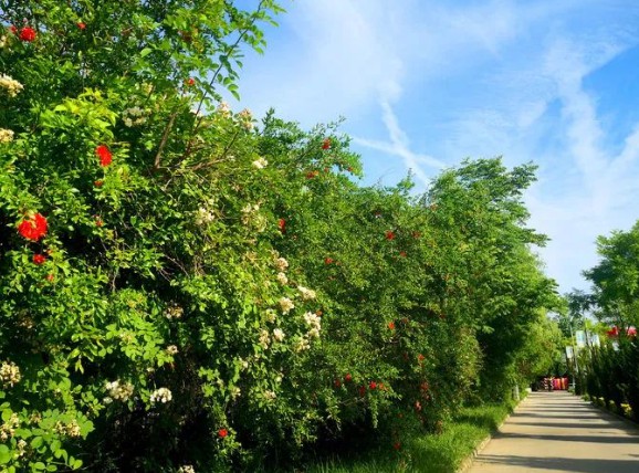 西安凤栖园-五月的月季花