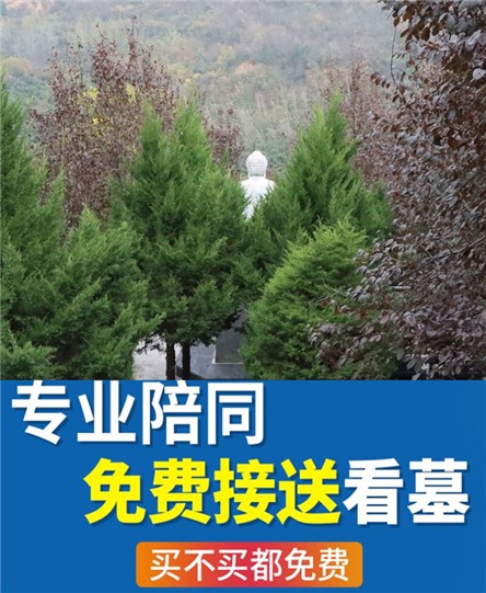 西安高桥墓园树葬：一种自然、环保且富有意义的纪念方式